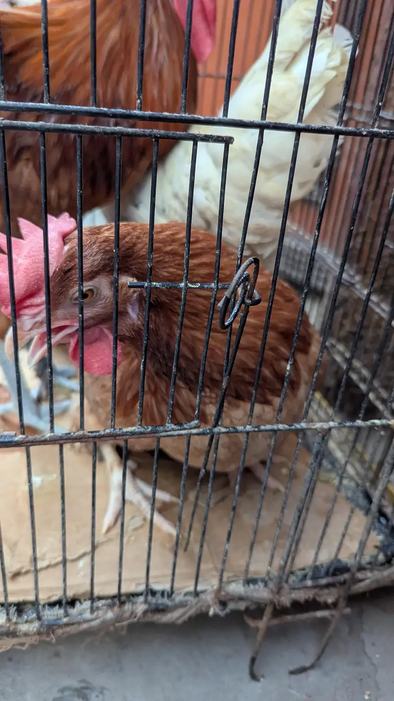Cross Breed chickens for sale — photo 4