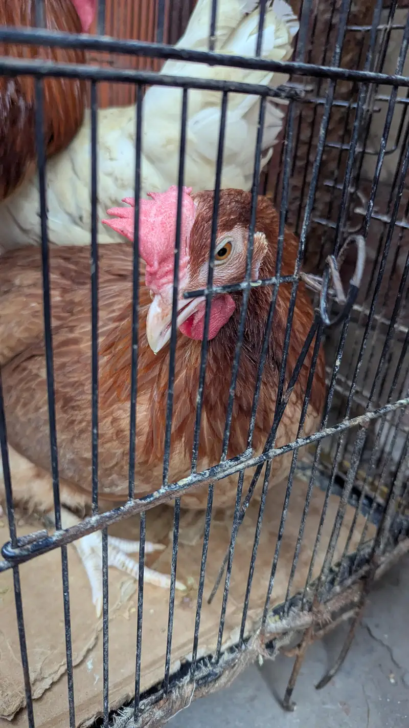 Cross Breed chickens for sale — photo 5
