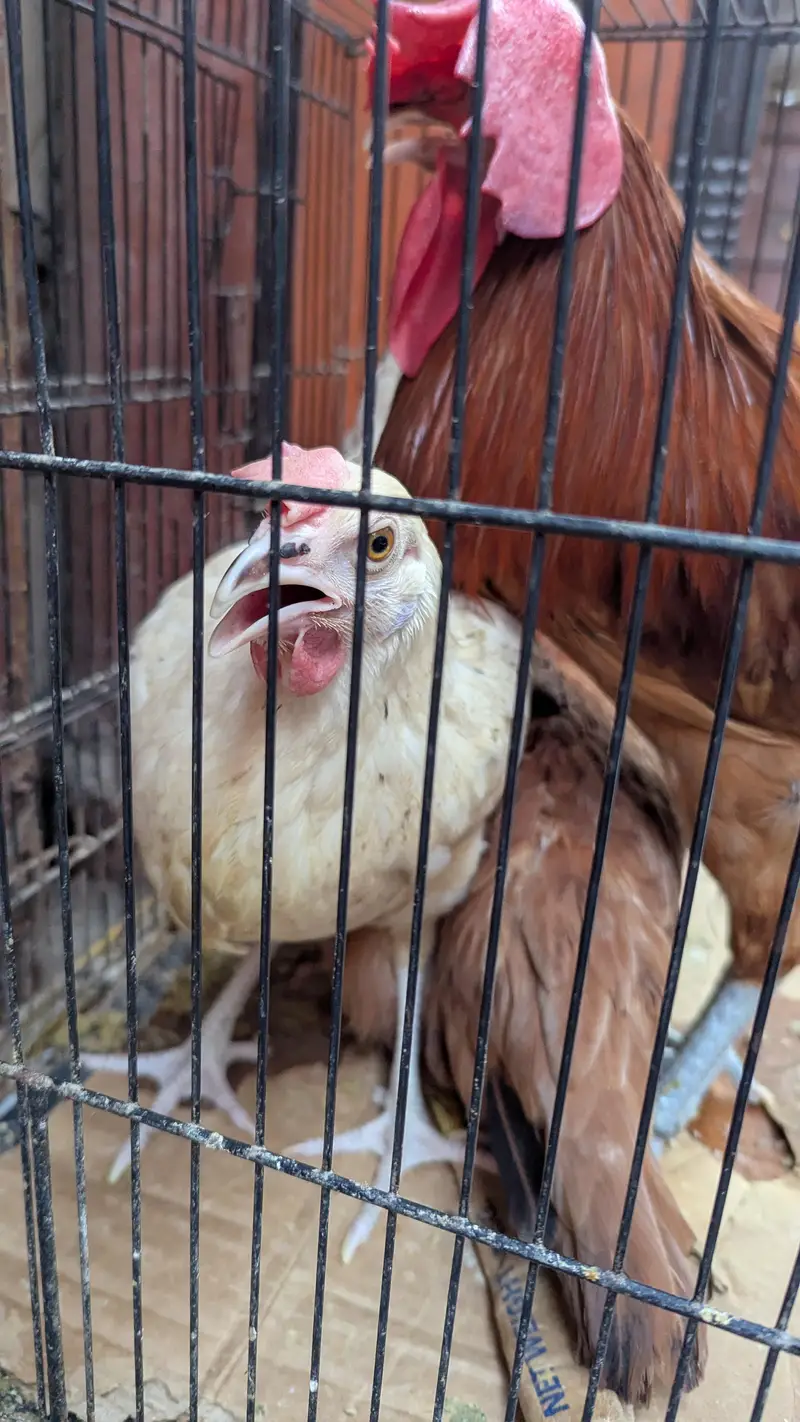 Cross Breed chickens for sale — photo 6
