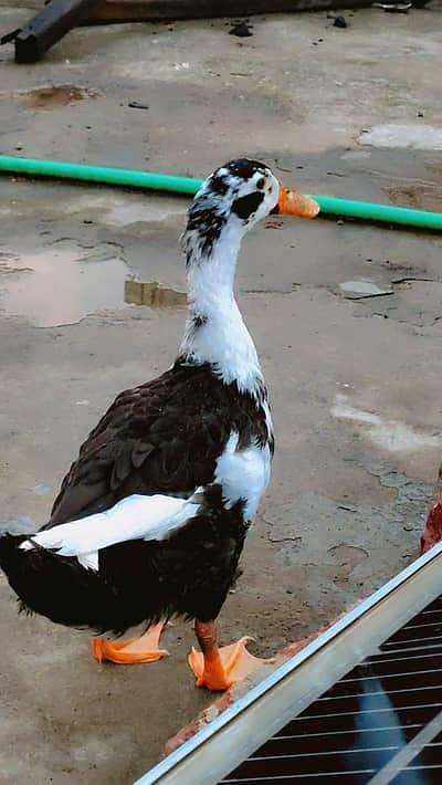 Pair of Duck's for sale