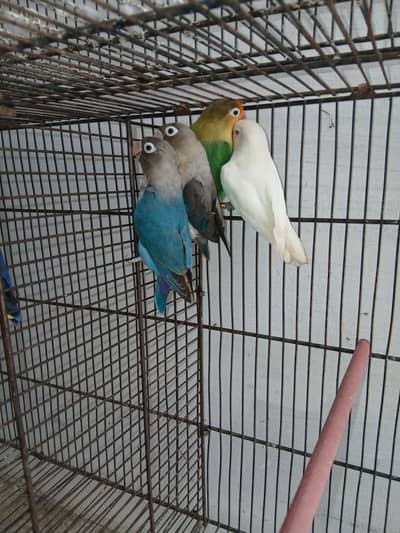 Breeder pair lovebirds lutino blue fisher