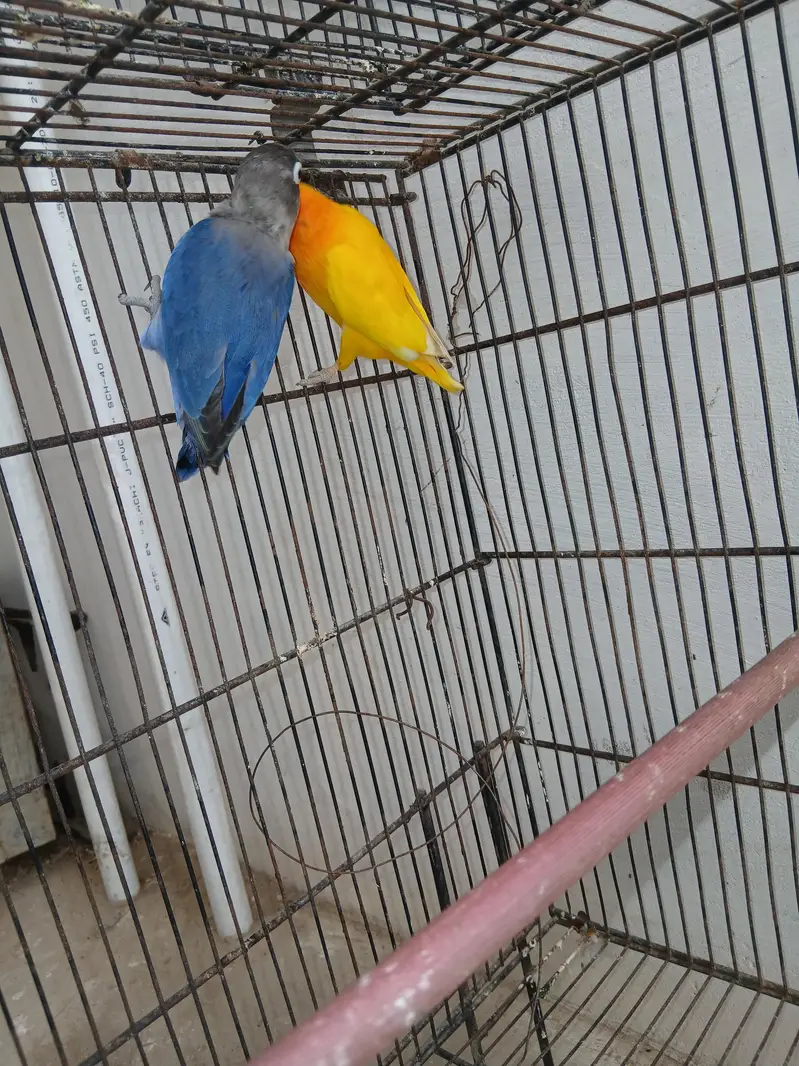 Breeder pair lovebirds lutino blue fisher — photo 2