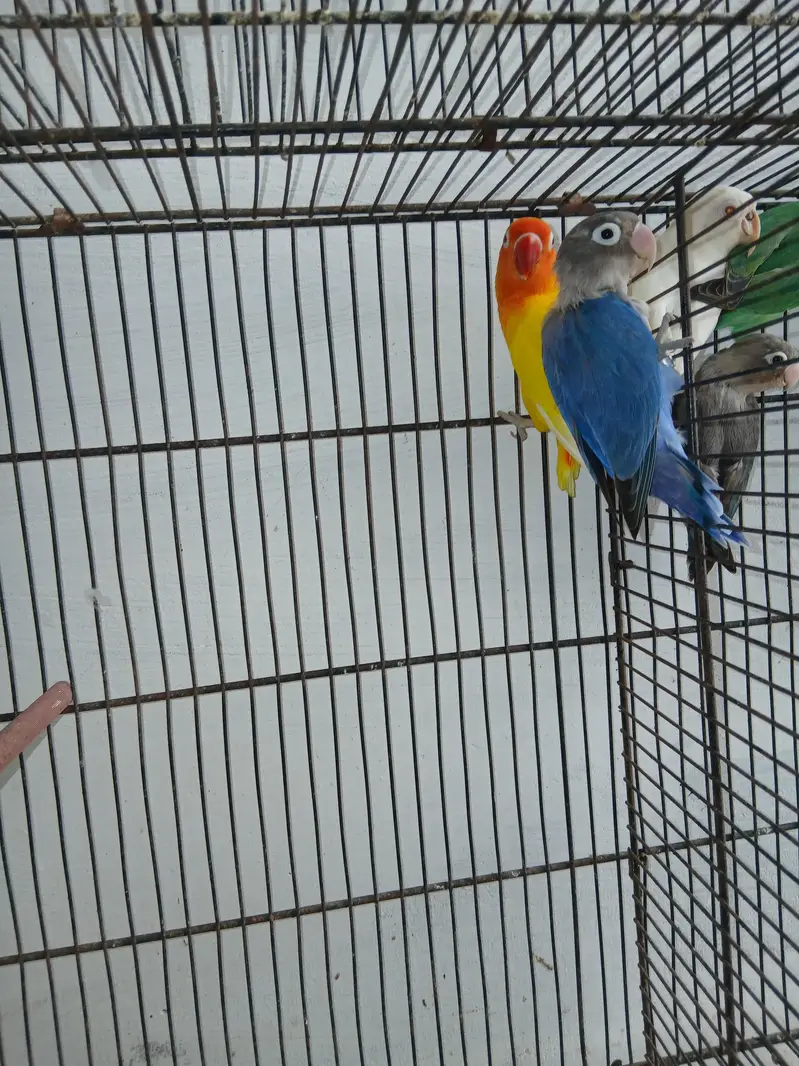Breeder pair lovebirds lutino blue fisher — photo 3