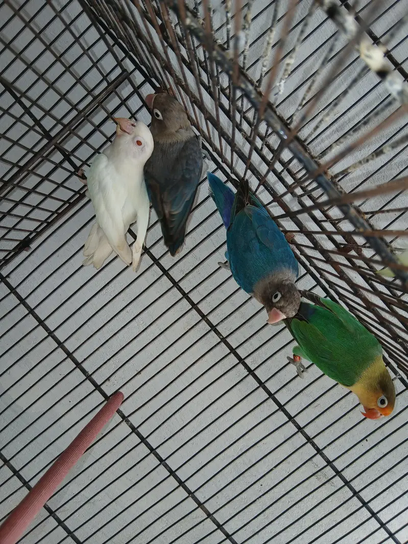 Breeder pair lovebirds lutino blue fisher — photo 4
