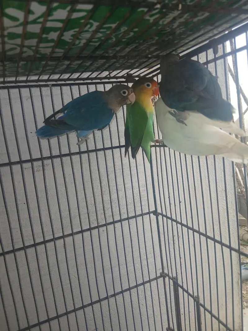 Breeder pair lovebirds lutino blue fisher — photo 5