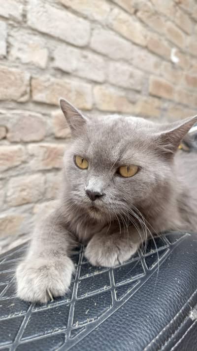 PERSIAN