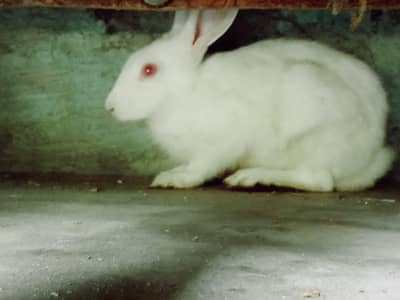 Rabbit red eyes