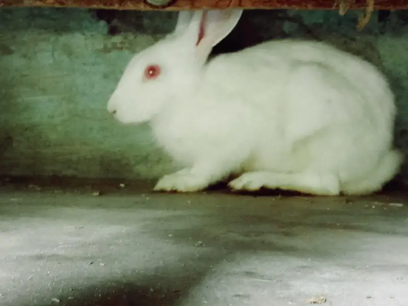 Rabbit red eyes