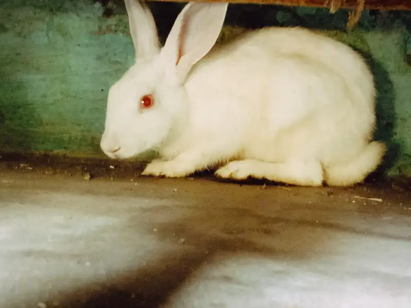 Rabbit red eyes — photo 2