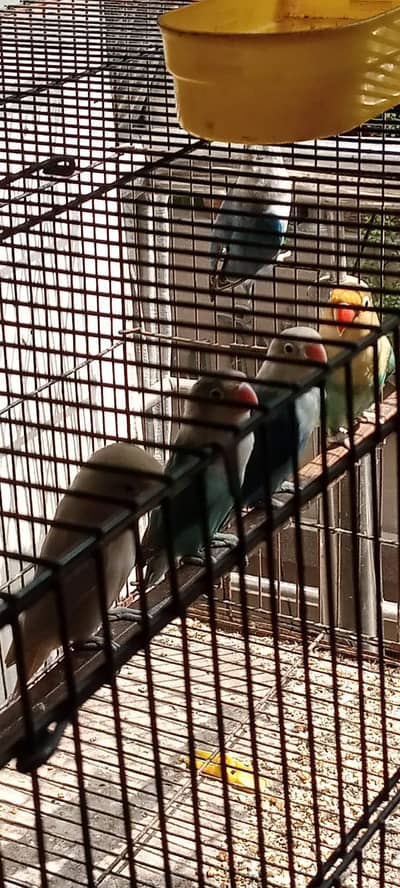 Healthy home breed | Active birds | Good flight