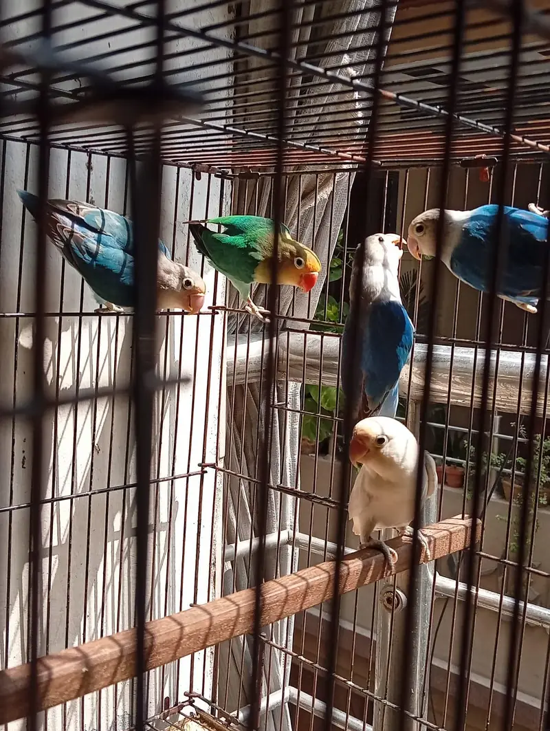 Healthy home breed | Active birds | Good flight — photo 2