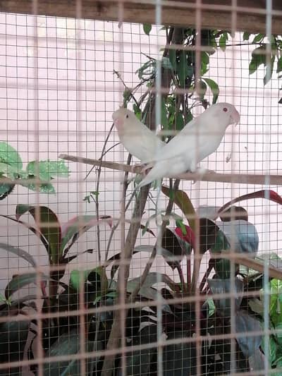 Albino Red Eyes Pair