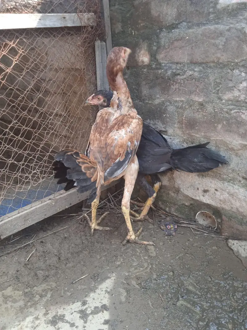 sindhi aseel — photo 3