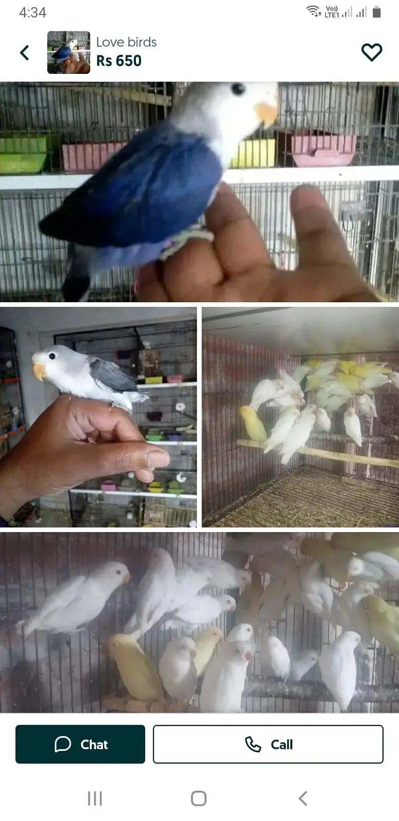 cages love birds 2 by 1/2
