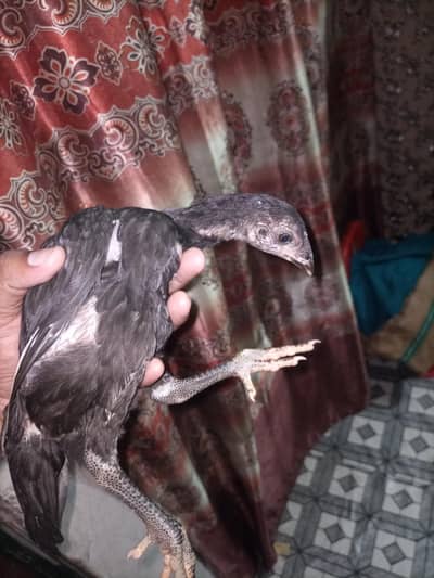Ghr KY paly howy aseel thai chicks.