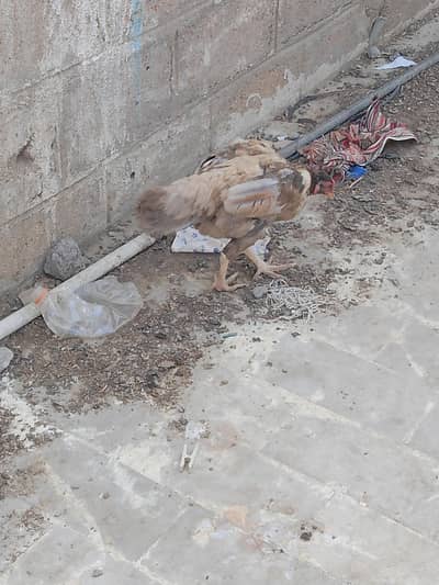 Aseel hen urgent sale