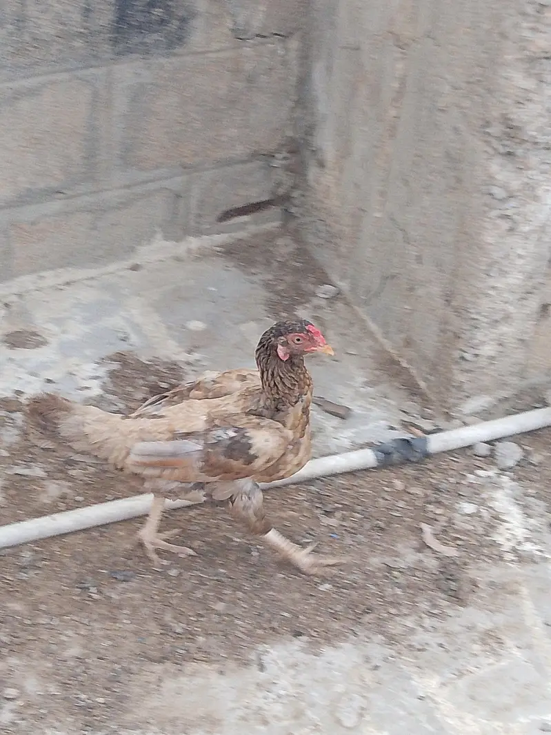 Aseel hen urgent sale — photo 2
