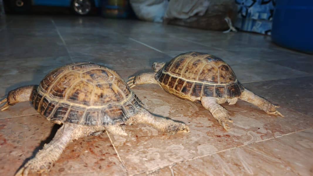 turttles 0