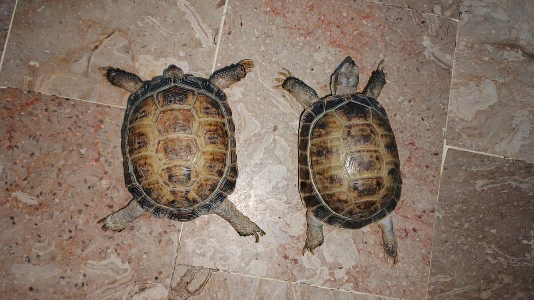 turttles 1