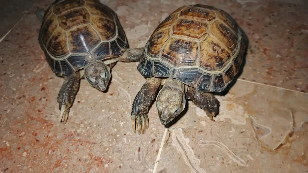 turttles — photo 3