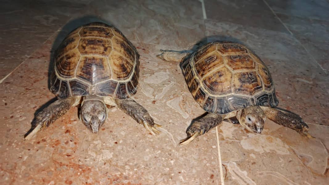 turttles 3