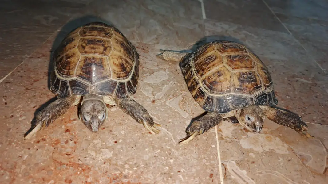 turttles — photo 4