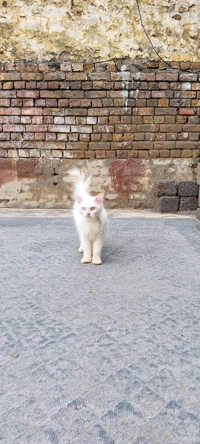 persian cat
