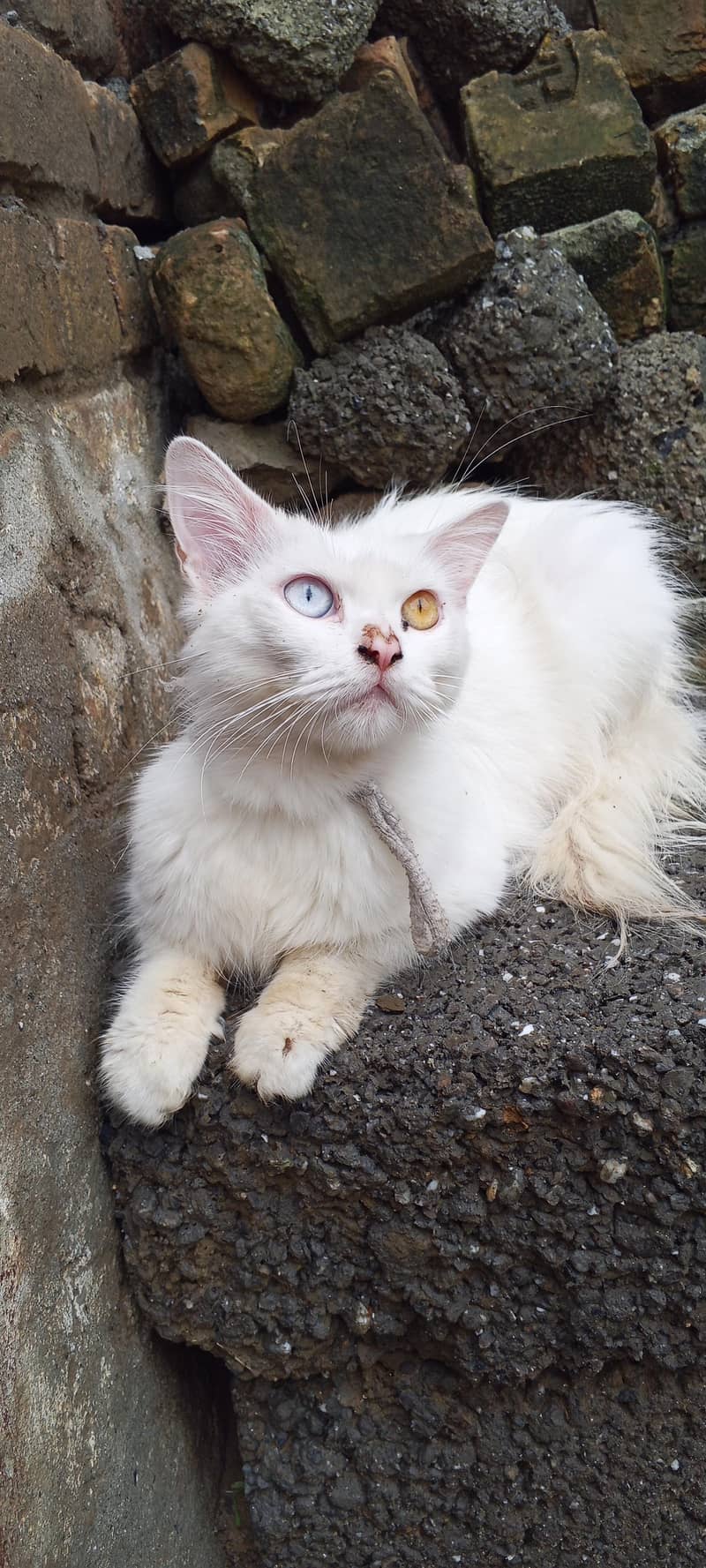 persian cat 1