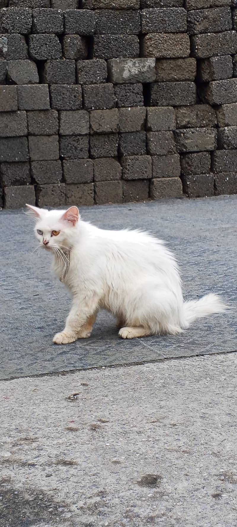 persian cat 2
