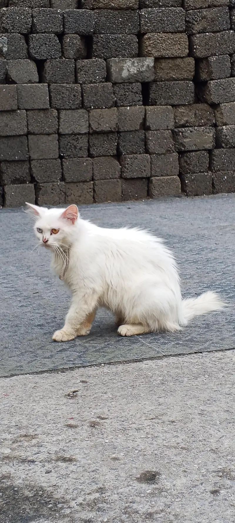persian cat — photo 3