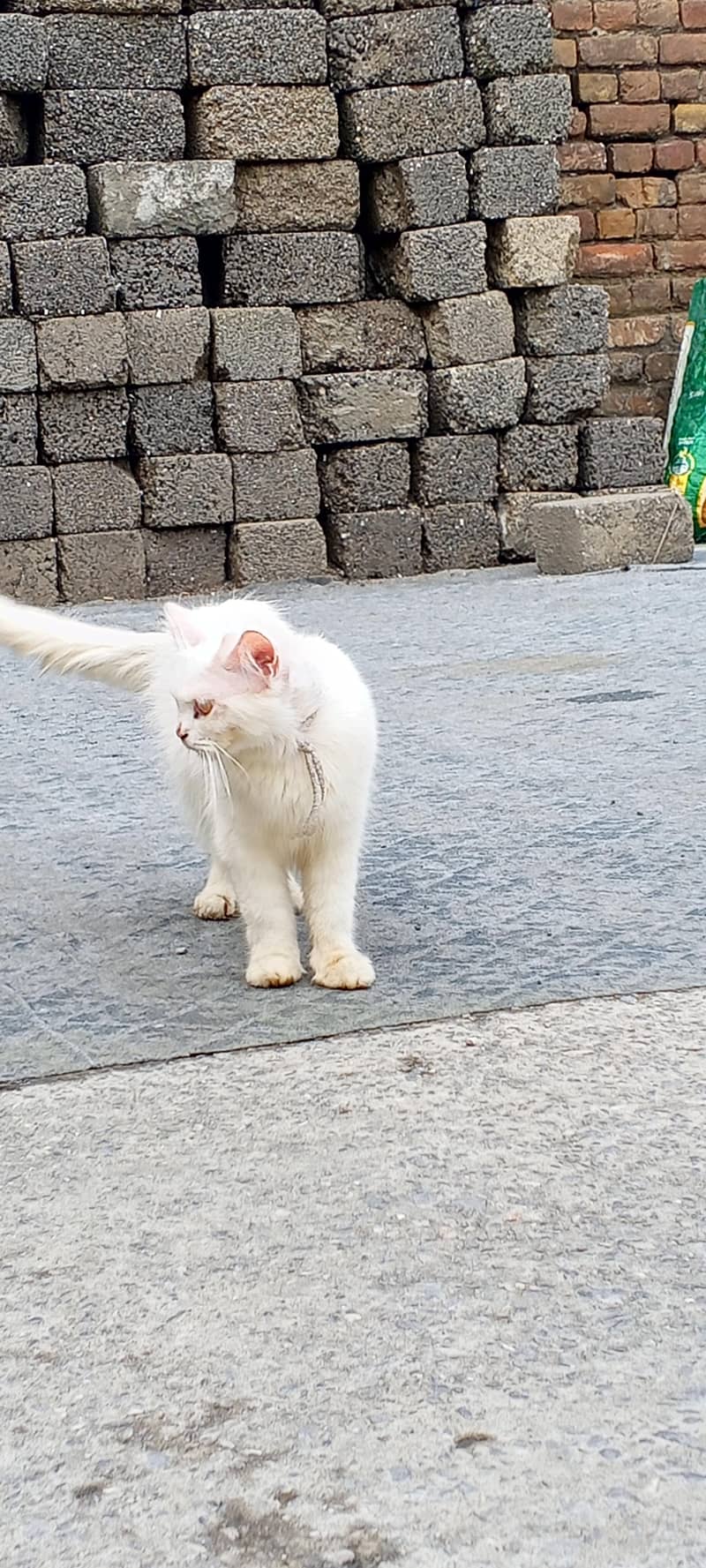 persian cat 3