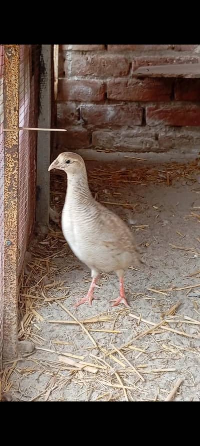 silver teetar breeder male