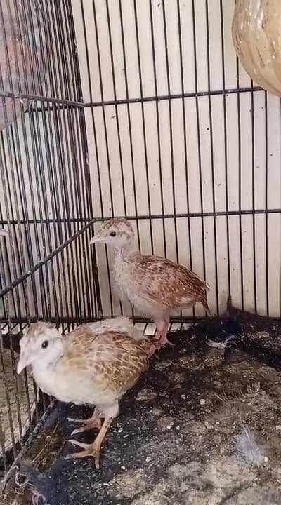 teetar chicks