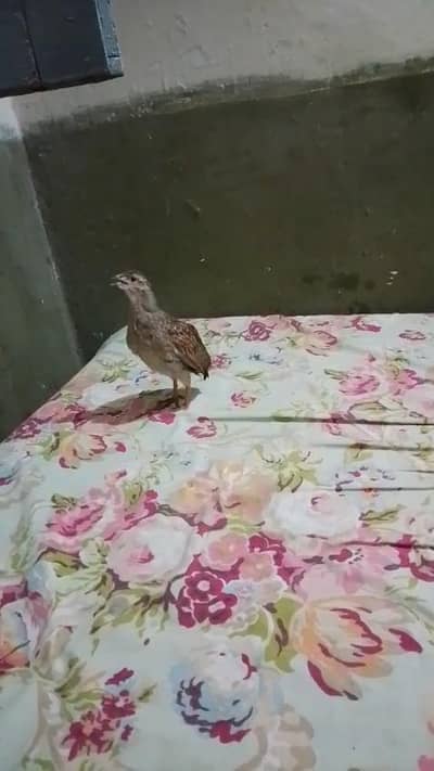 teetar chicks