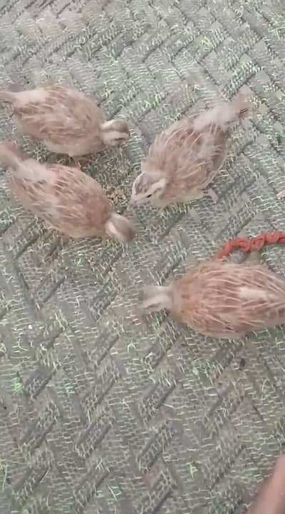 teetar chicks