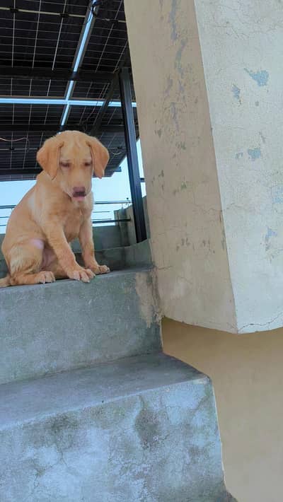 good dog