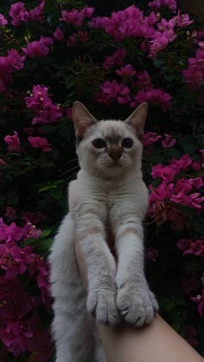 Cats Available for Adoption  Good & Caring Home Only