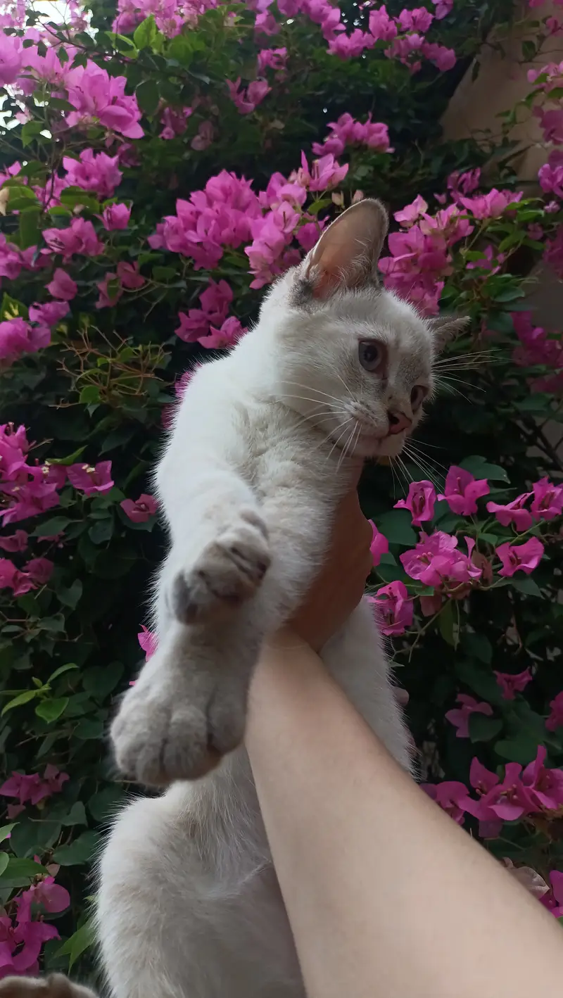 Cats Available for Adoption  Good & Caring Home Only — photo 2