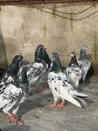 pigeons for sale