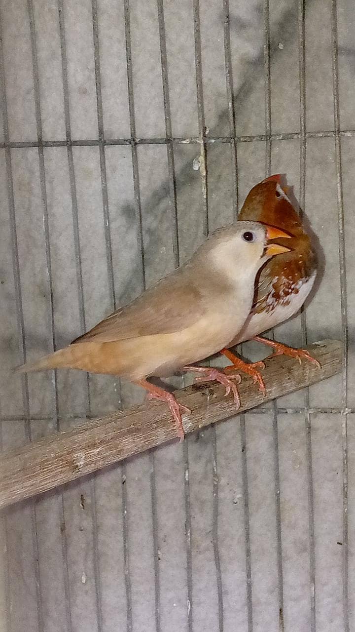 burds 3