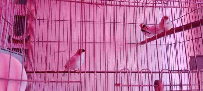 Finches Family & Love Bird Pair for Sale