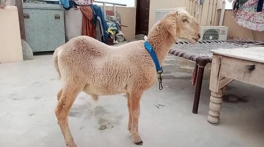 Goldy khara breed