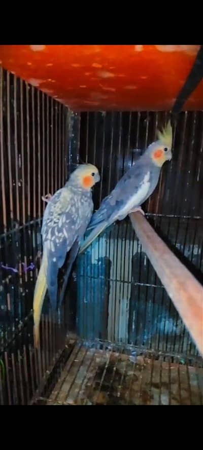 lovebirds pair  /. cocktails