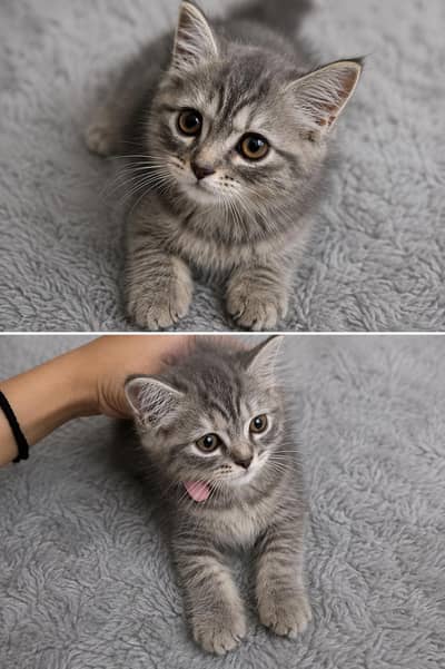 grey kitten