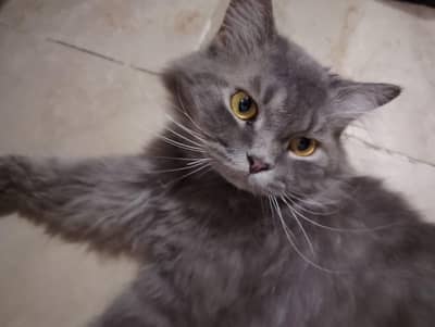 Persian cat for sale