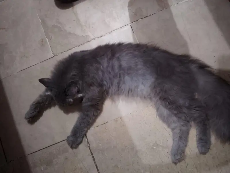 Persian cat for sale — photo 2