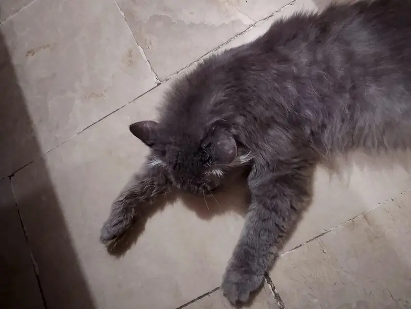 Persian cat for sale — photo 3
