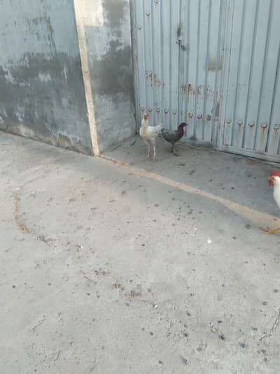 white aseel