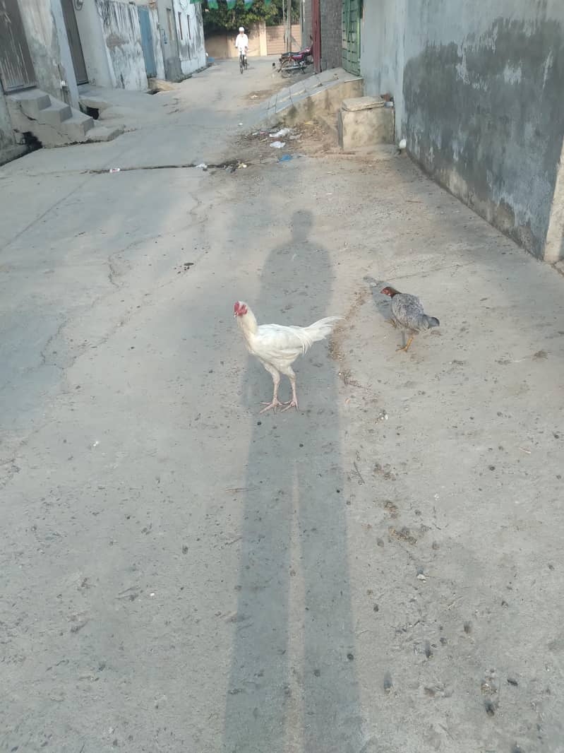 white aseel 1