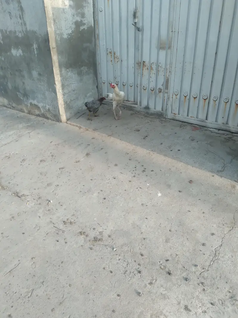 white aseel — photo 3